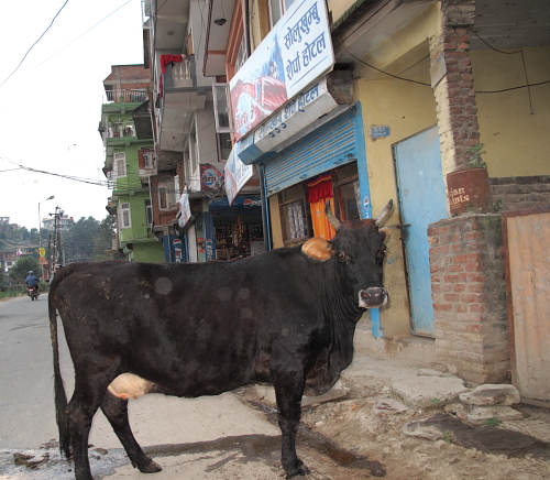 cow in ktm