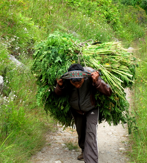 man carrying grass
