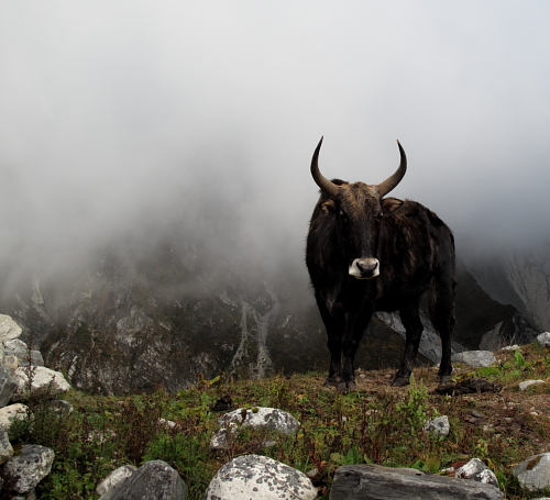 yak in mist